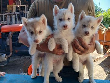 Siberyan Husky