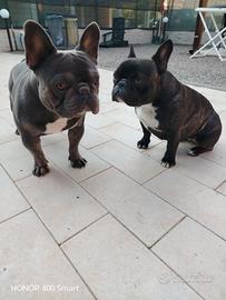 bulldog francese