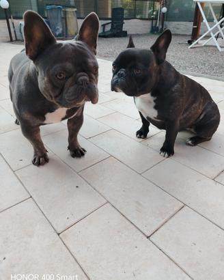 bulldog francese