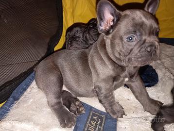 Bouledogue francese blu esotico