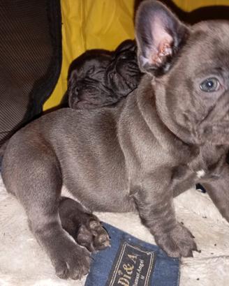 Bouledogue francese blu esotico