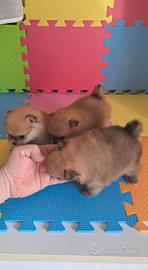 Cuccioli di spitz pomerania