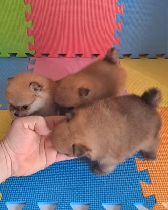 Cuccioli di spitz pomerania