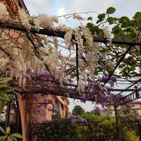 PERGOLA TIBISCO UNOPIU'