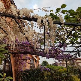 PERGOLA TIBISCO UNOPIU'