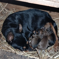 Cuccioli di pinscher toy