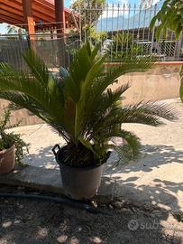 Cycas Revoluta d'Antiquariato Verde 🌿già radicata