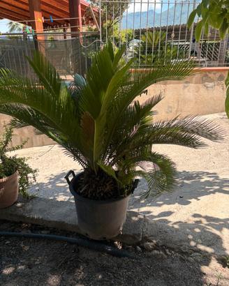 Cycas Revoluta d'Antiquariato Verde 🌿già radicata