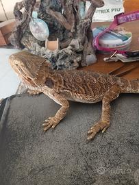 Drago barbuto