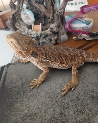Drago barbuto