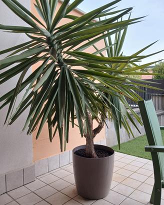 yucca elephantis