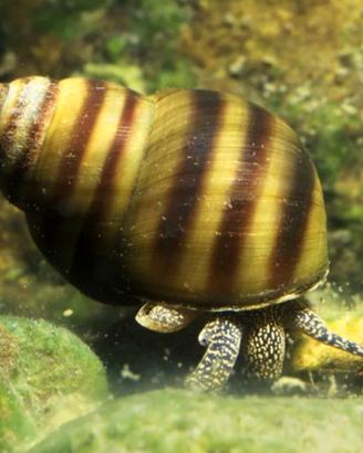 Viviparus viviparus