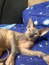 Gatto sphynx
