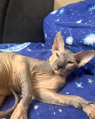 Gatto sphynx