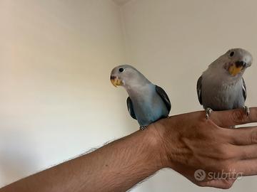 Coppia inseparabili allevati a mano