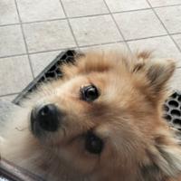 Volpino per accoppiamento