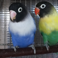 Coppia insep mascherato Yellowface turc x cobalto