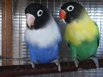 Coppia insep mascherato Yellowface turc x cobalto