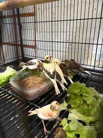 Canarini novelli in colorazione