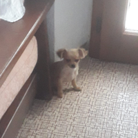 Cuccioli chiwawa