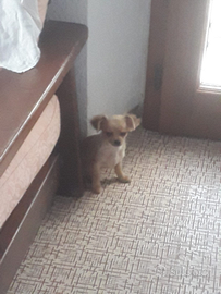 Cuccioli chiwawa