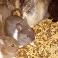 Conigli nani baby pelo medio e corto