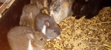 Conigli nani baby pelo medio e corto