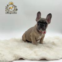 Incantevole bulldog francese blue Fawn