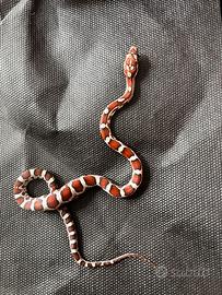 Serpente del grano