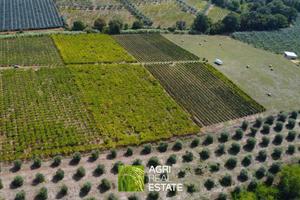 Vigneto di 5 ettari in produzione