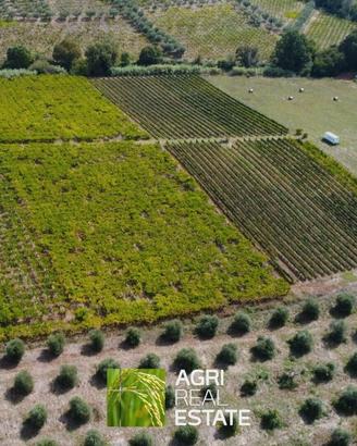 Vigneto di 5 ettari in produzione