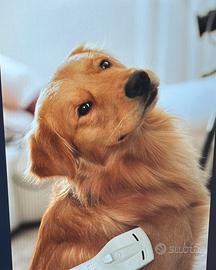 Golden Retriver 100% Americano per monta