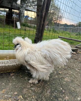 Gallo moroseta