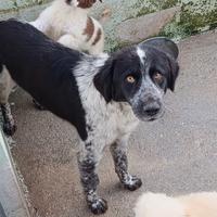 Heidi giovanissima mix border collie-maremmano