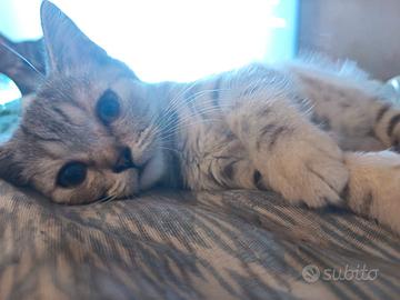 British Shorthair Cuccioli