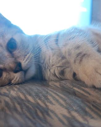 British Shorthair Cuccioli