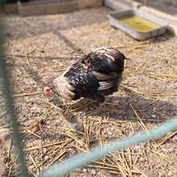 Galli di razza araucana