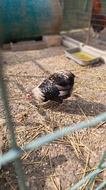 Galli di razza araucana