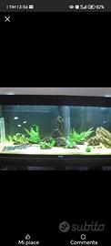 Acquario juwel rio 240