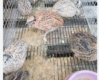 Quaglie, galline