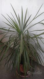 piante grasse 