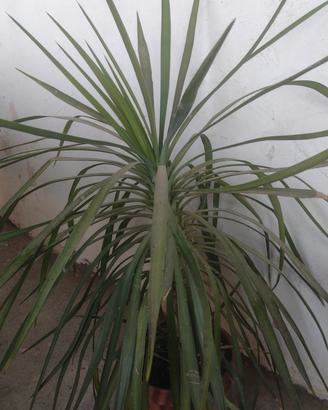 piante grasse 