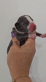 Pitbull
