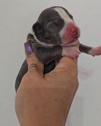 Pitbull