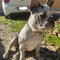 Bulldog francese per monta