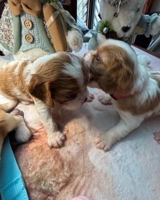 Cavalier King Charles maschi e femmine
