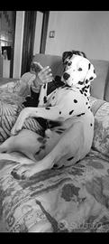 Dalmata maschio per accoppiamento