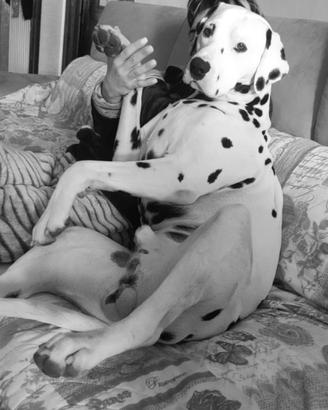 Dalmata maschio per accoppiamento