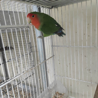 Inseparabili roseincollis NT