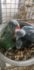 Parrocchetti dal collare pulli